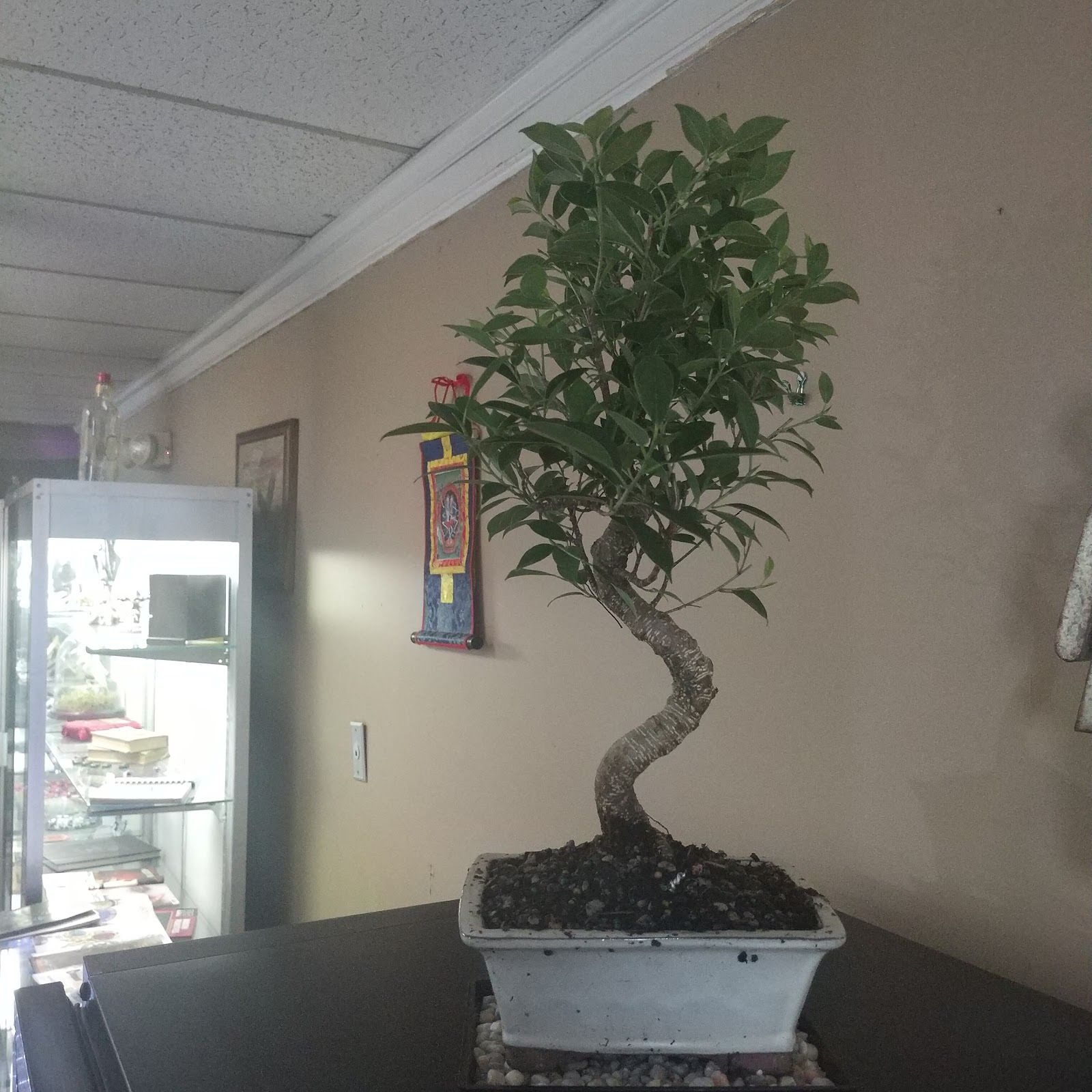 Jambo Body Piercing, tattoo shop in Section, AL